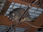 Possum Pete Possum Pete