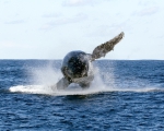 lookoutwhale