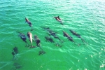 Dolphins