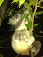 a Koala encounter