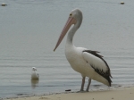 pelican